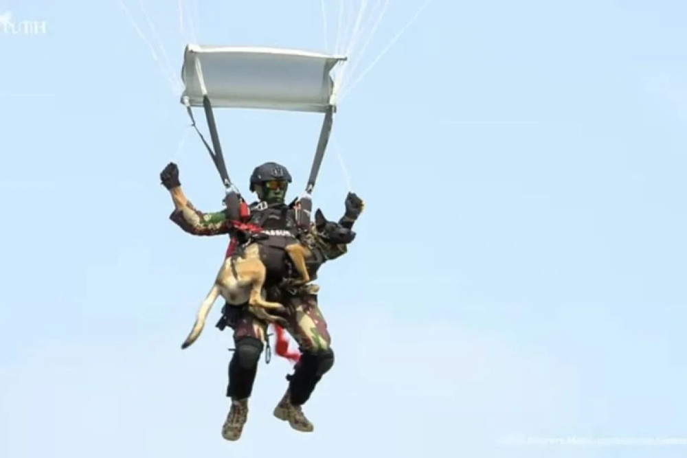 Momen Prajurit TNI Terjun Payung Bareng Anjing Pelacak di HUT ke-80 TNI